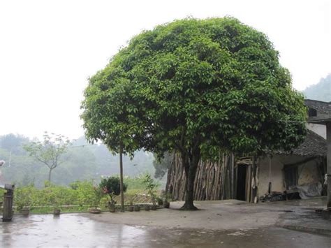 在一棵好不好|院子里只有一棵树对风水有影响吗？庭院植树风水有什么讲究？